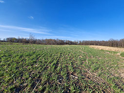 Crop field with cover crops