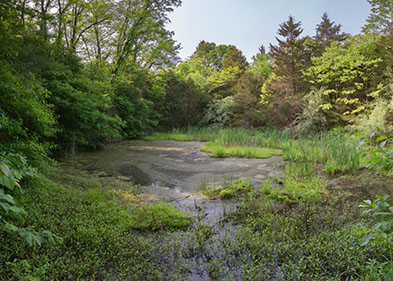 Image of natural wetlands